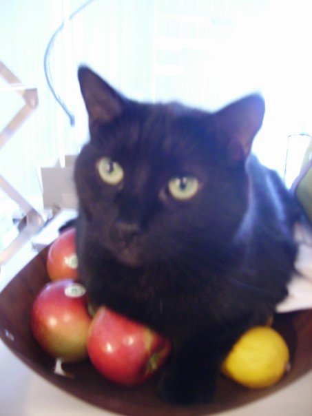 Does your cat do this??? :  wedding N515661845 22377 5738