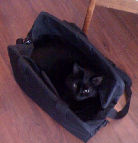 My cats' ingenious hiding techniques - Post your funny pet photos!!! :  wedding Peter Bag