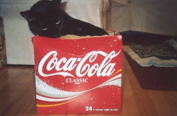 I love my dog... but he is dumb (post your funny pet pics) : wedding Peter Box