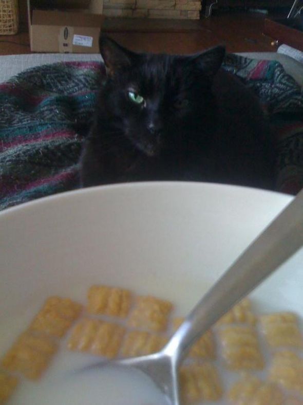 My cat has good manners.... Sort of. :  wedding Peter Cereal