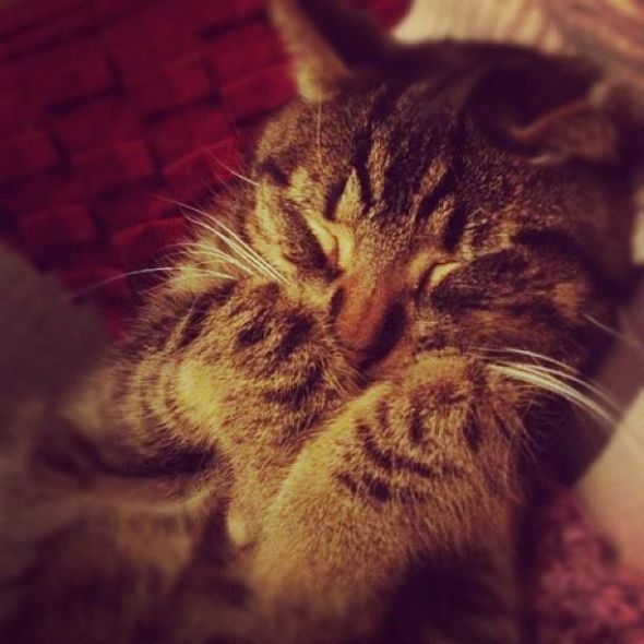 Cute overload!!  Post your sleepy puppy/kitten pics! :  wedding Sleepy Bee