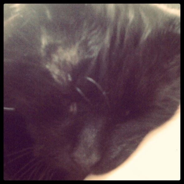 Smoosh face pets! :  wedding Smoosh Face Peter