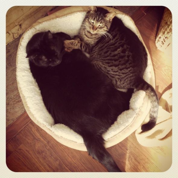 Cute pics of my kitties guaranteed to make you smile :). Post your pics too! :  wedding kitten cute Snuggleupapusses