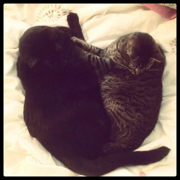 Cute overload!!  Post your sleepy puppy/kitten pics! :  wedding Valentines Cats