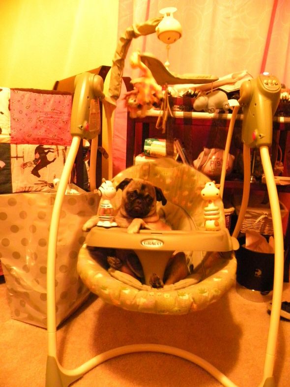 Look what I caught my pug doing! :  wedding Pugswing