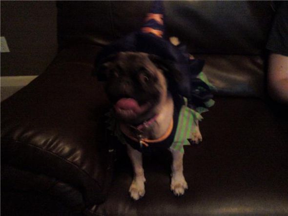 Look what I caught my pug doing! :  wedding Pugwitch