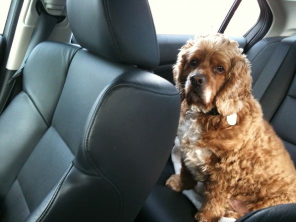 Show me your doggies! :  wedding dogs cute Chris Before Haircut
