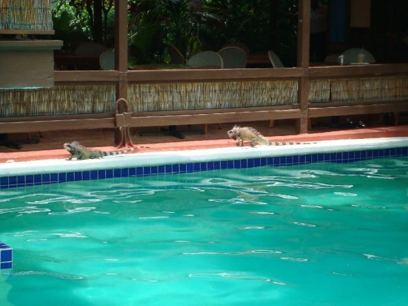 Anyone been to St.Thomas? :  wedding st thomas us virgin islands honeymoon Honeymoon 48