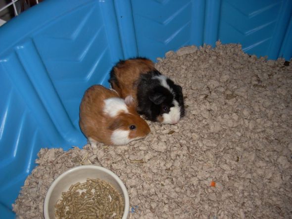 My guinea pig might be on TV! : wedding Piggies