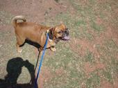 Does anyone have a Puggle? Questions for you... : wedding M 2ed8c60c07d9ace61a8324eed40c6141