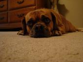 Does anyone have a Puggle? Questions for you... : wedding M 4da79d5693802750d36fe5e8a9b62862