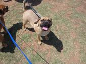 Does anyone have a Puggle? Questions for you... : wedding M B0b1b40062ccd32cdd6093ba76f20fb2