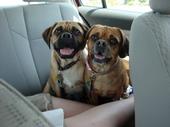 Does anyone have a Puggle? Questions for you... : wedding M B175543c69d540bd38165ceb9cbeb19a