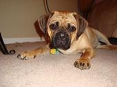 Does anyone have a Puggle? Questions for you... : wedding M Bf16f8e5a2c486a2d7b3af67f31aa316