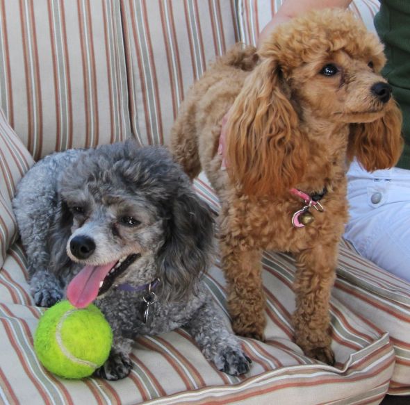 How did you name your pet? :  wedding pet names IMG 0074