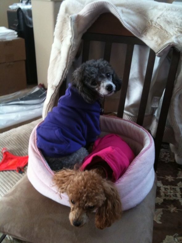 Lets show off our pets! :  wedding Girls