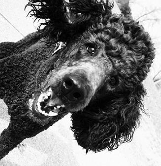 Any Poodle Owners? :  wedding IMG 7276