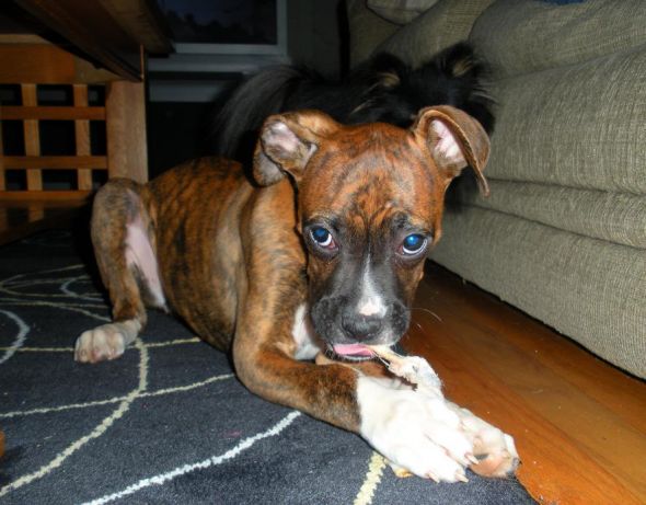 We got a new puppy! :  wedding Rocky