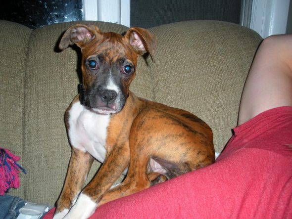 We got a new puppy! :  wedding Rocky10 14 2010