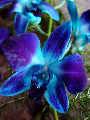 purple and turquoise wedding flowers