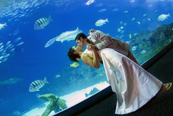 Do you have a unique venue? :  wedding aquarium wedding venue unique 10072006 Bolte 0596