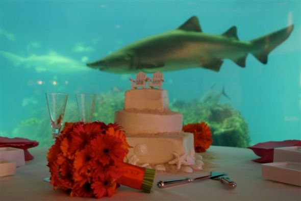 Do you have a unique venue? :  wedding aquarium wedding venue unique Shark 1