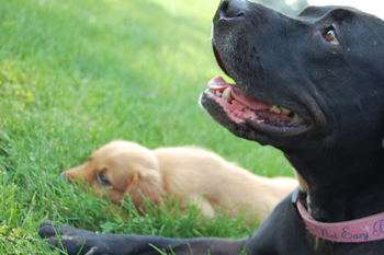Show Me Your Pits! lol (PIT BULLS) :  wedding pets pit bull dog Dogs Golden Pit
