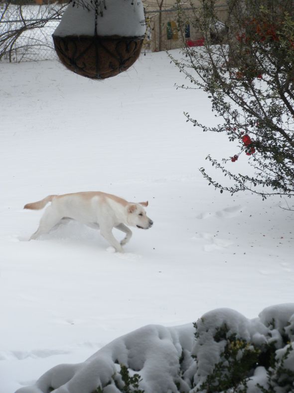 Go ahead, be jealous of my dogs=) :  wedding dogs snow 013