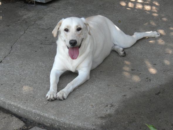 Lets show off our pets! :  wedding 020