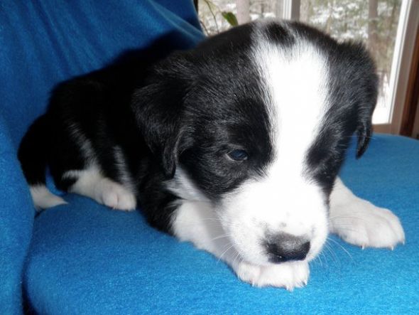 our puppy had puppies :  wedding puppies 183355 10150153318675407 509950406 8091199 4070941 N