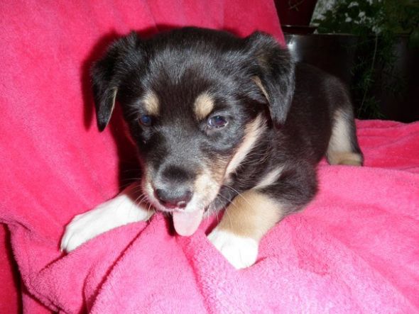 our puppy had puppies :  wedding puppies 188656 10150153319255407 509950406 8091219 1585817 N