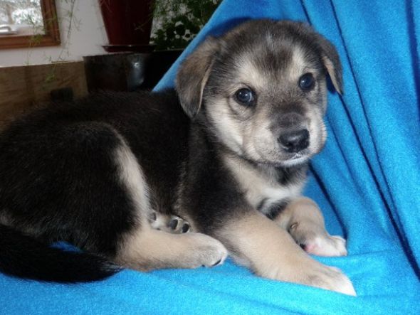 our puppy had puppies :  wedding puppies 188703 10150153318790407 509950406 8091203 6546904 N
