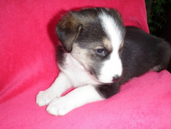 our puppy had puppies :  wedding puppies 188753 10150153319335407 509950406 8091222 6298685 N