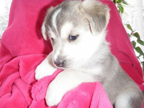 our puppy had puppies :  wedding puppies 189236 10150153319045407 509950406 8091209 6573181 N
