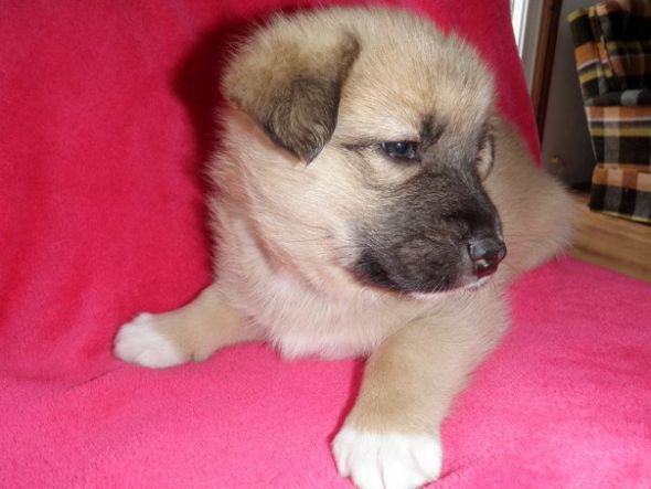 our puppy had puppies :  wedding puppies 189569 10150153318880407 509950406 8091204 3233913 N