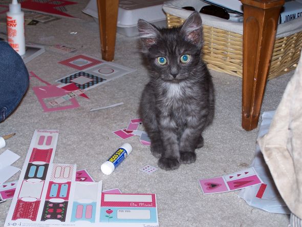 Anyone's kitty have feline leukemia? : wedding Monster Valentine 2