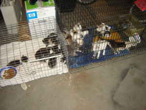20 kittens in a box... :  wedding kittens ringworm 20kittens B