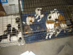 20 kittens in a box... :  wedding kittens ringworm 20kittensa