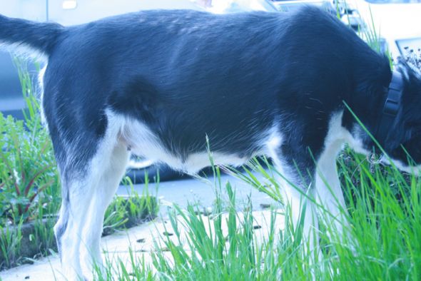 Is the dog pregnant? Or just gained weight? :  wedding Piddles103