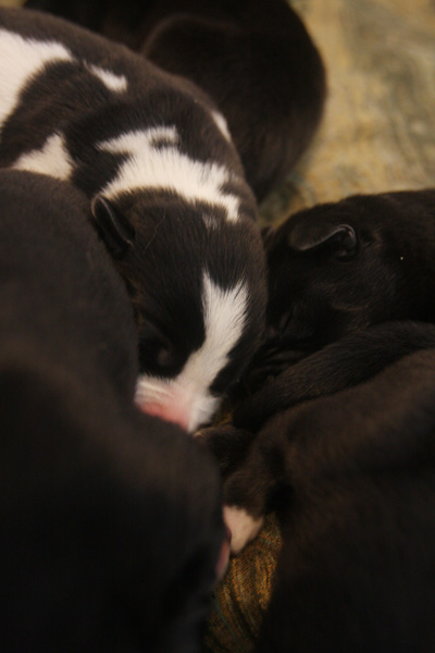 Cowpups! :  wedding cowpup Pup12