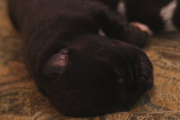 Cowpups! :  wedding cowpup Pup14