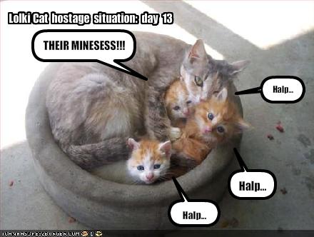 cat hostage