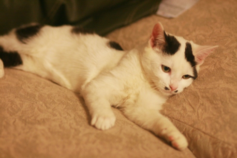 What breed are my cats? :  wedding Conner6web