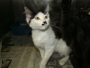 This kitten matches my cat & I really want her! :  wedding kitten Connersister