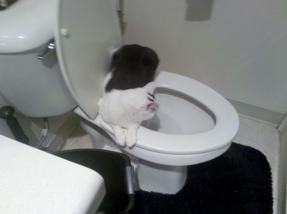 How weird is your pet? :  wedding Flush