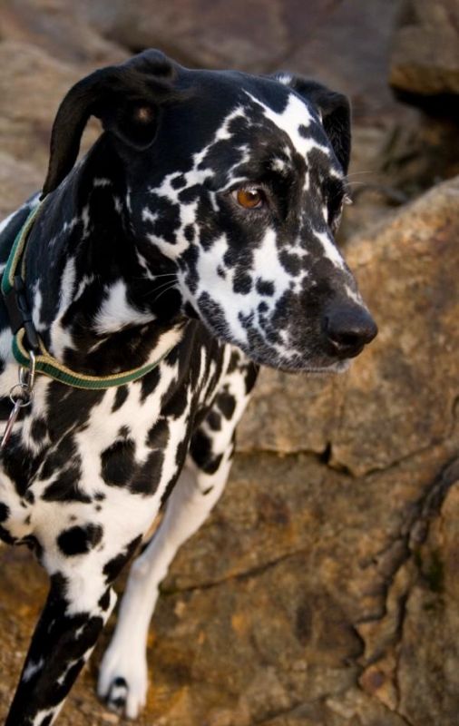 Need dog advice! : wedding Hayley1