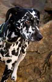 Dog In the City? : wedding Hayley2