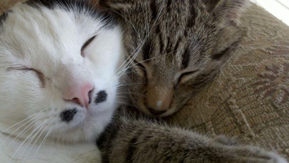 Cute pics of my kitties guaranteed to make you smile :). Post your pics too! :  wedding kitten cute Kitties1