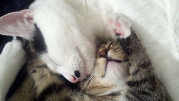 Cute pics of my kitties guaranteed to make you smile :). Post your pics too! :  wedding kitten cute Kitties2