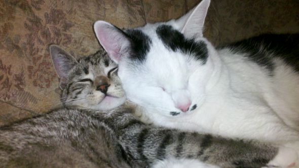 Cute pics of my kitties guaranteed to make you smile :). Post your pics too! :  wedding kitten cute Kitties3